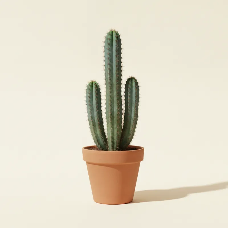 Rotscactus — Cereus peruvianus (illustratie)