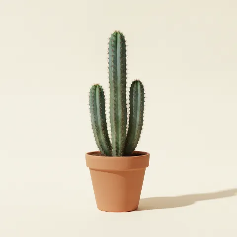 Rotscactus