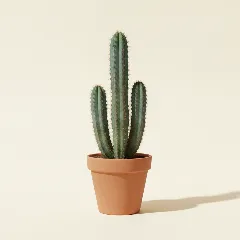 Rotscactus