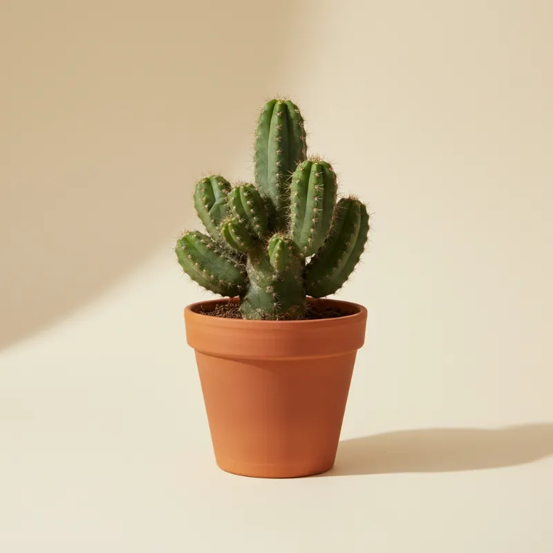 Rotscactus — Cereus peruvianus 'Monstrosus' (illustratie)