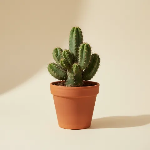 Rotscactus