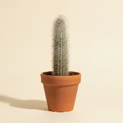 Cleistocactus strausii