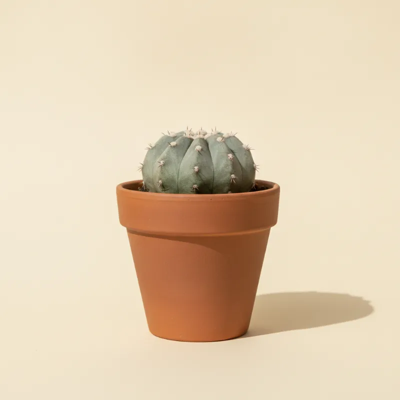 Copiapoa hypogaea (illustratie)