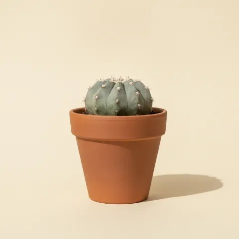Copiapoa hypogaea