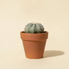Copiapoa hypogaea