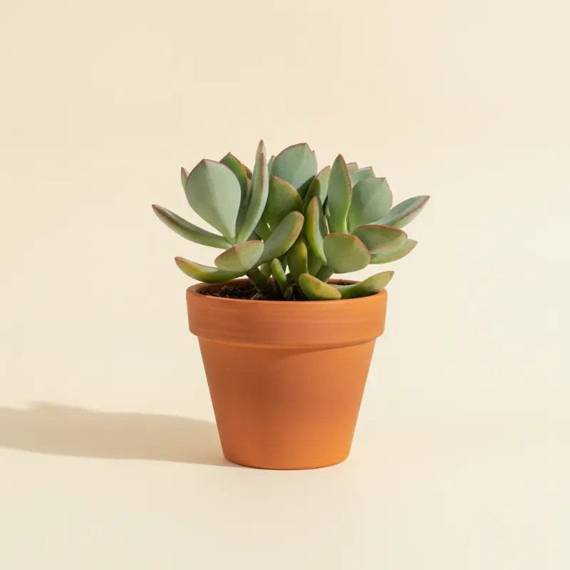 Cotyledon orbiculata (illustratie)