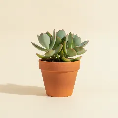 Cotyledon orbiculata