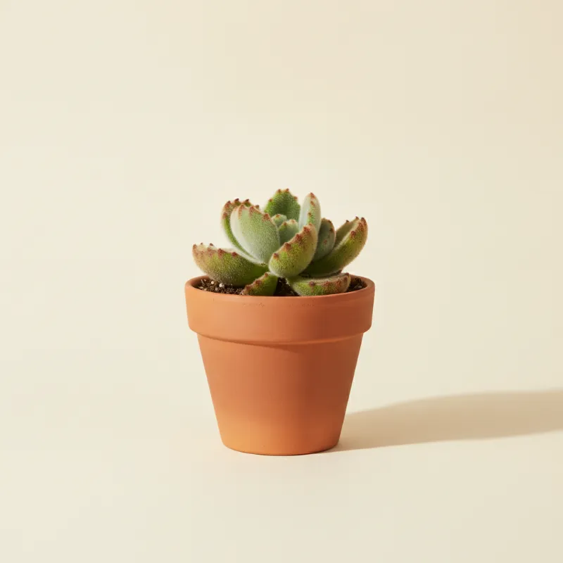 Cotyledon tomentosa (illustratie)