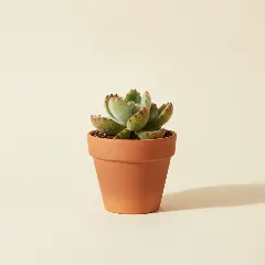 Cotyledon tomentosa