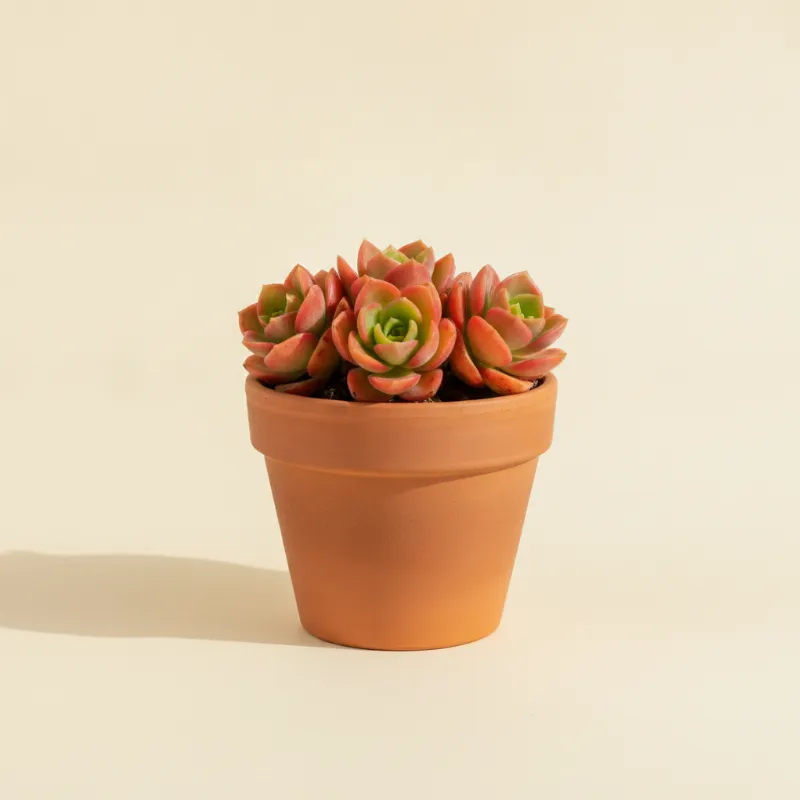 Jadeplant — Crassula capitella 'Campfire' (illustratie)