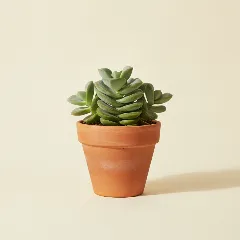 Jadeplant