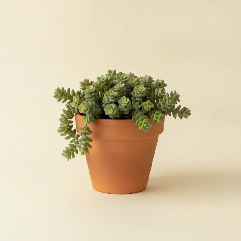 Jadeplant — Crassula marnieriana (illustratie)