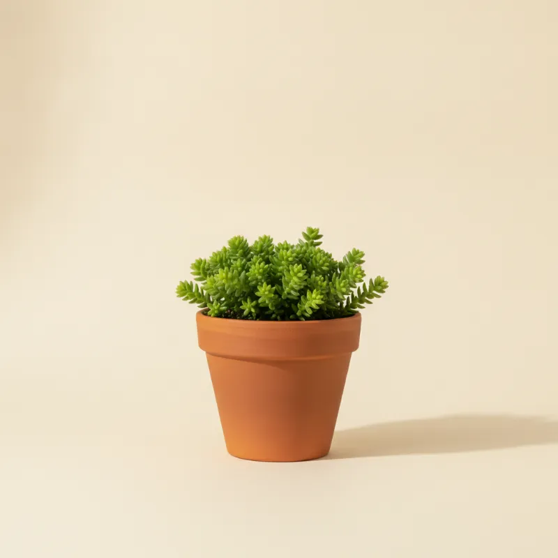 Jadeplant — Crassula muscosa (illustratie)