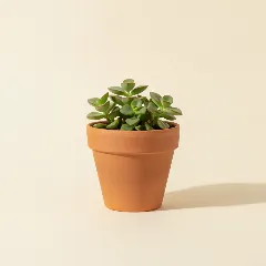 Jadeplant