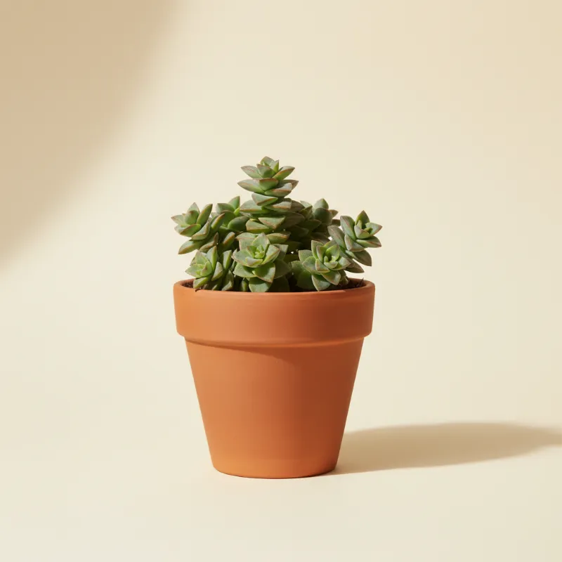 Jadeplant — Crassula rupestris (illustratie)