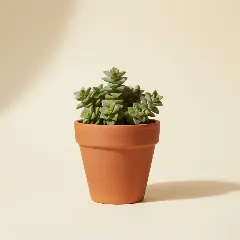 Jadeplant