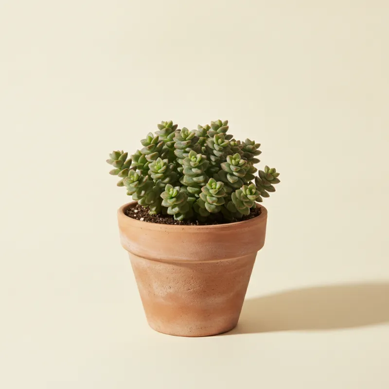 Jadeplant — Crassula 'Hottentot' (illustratie)