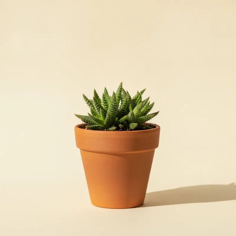 Delosperma echinatum (illustratie)