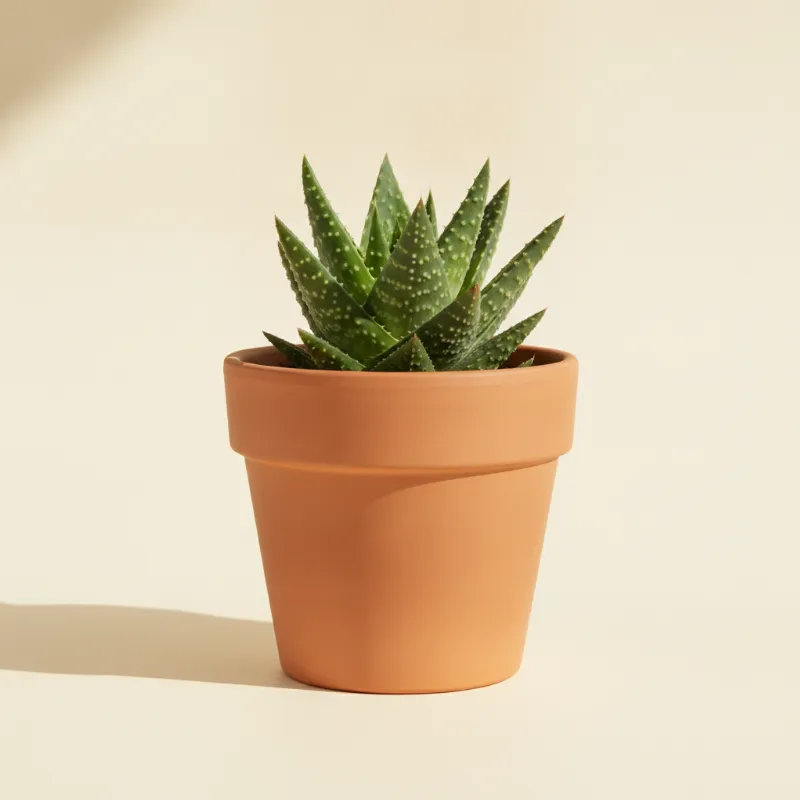 Aloë — Aloe aristata (illustratie)