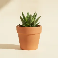 Aloë