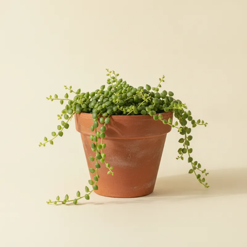 Dischidia nummularia (illustratie)