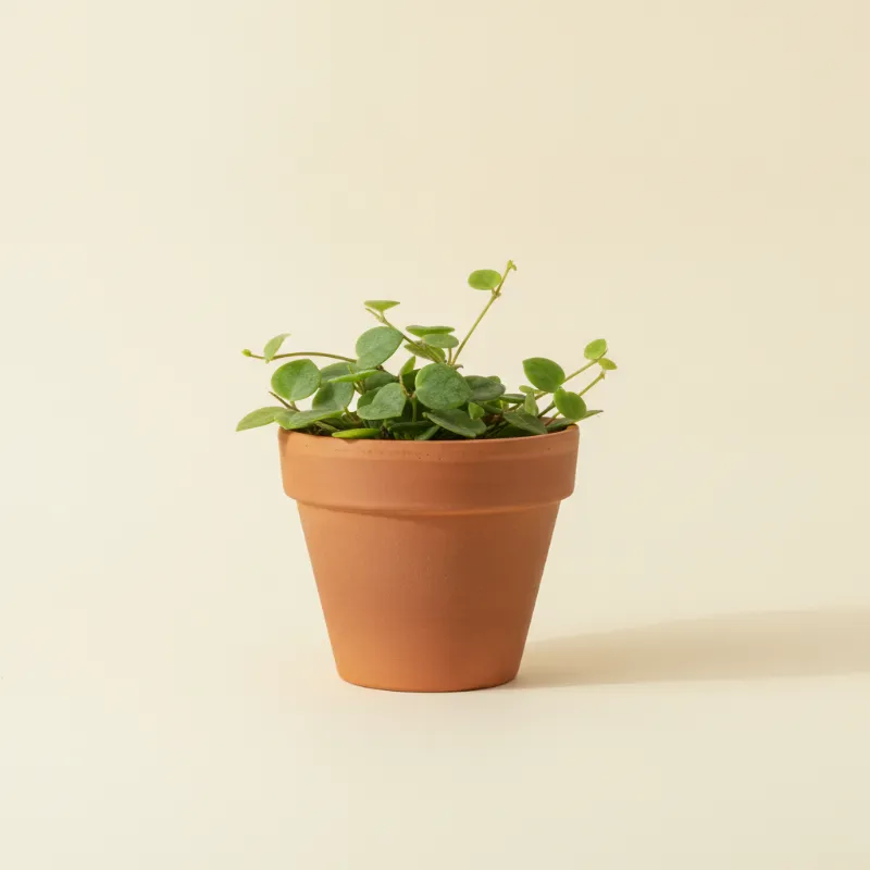 Dischidia oiantha (illustratie)