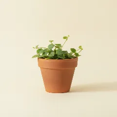 Dischidia oiantha