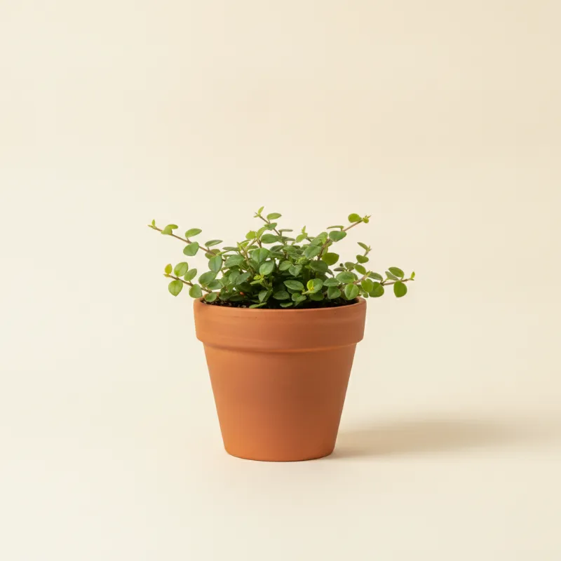 Dischidia ruscifolia (illustratie)