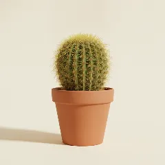 Echinocactus grusonii