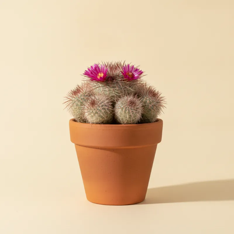 Echinocereus reichenbachii (illustratie)
