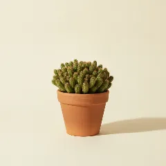 Echinopsis chamaecereus