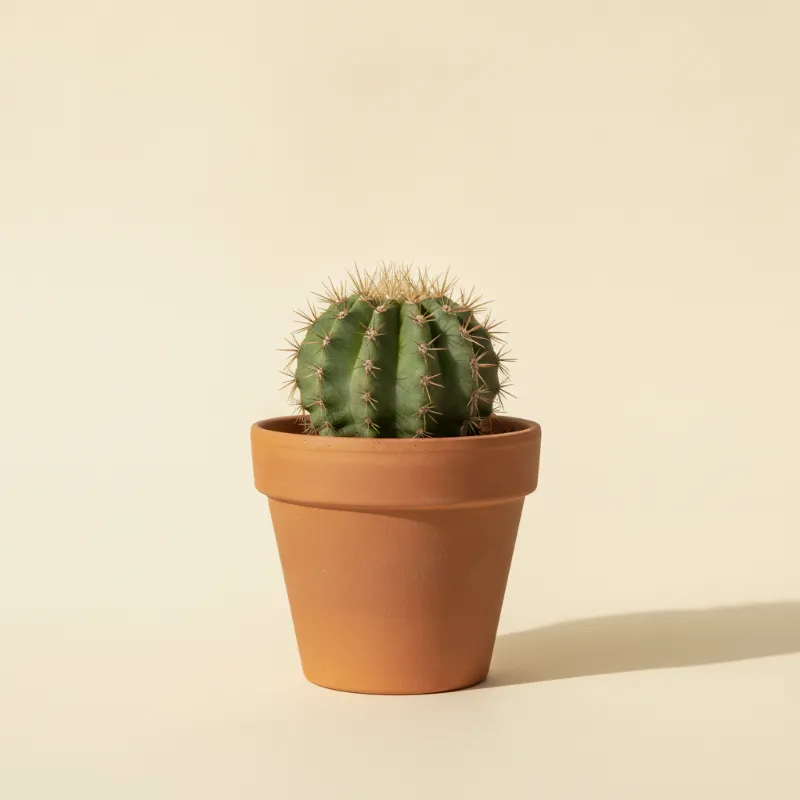 Echinopsis eyriesii (illustratie)