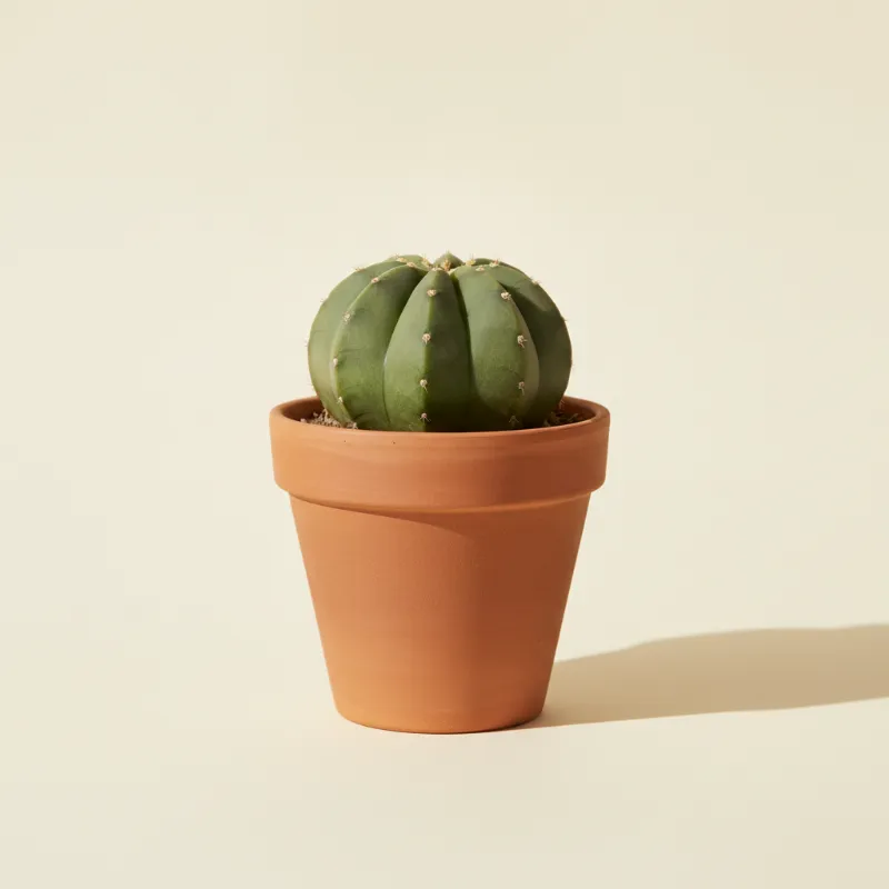 Echinopsis subdenudata (illustratie)