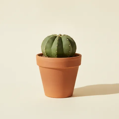Echinopsis subdenudata