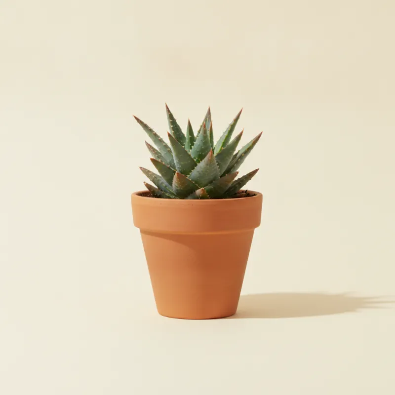 Aloë — Aloe juvenna (illustratie)