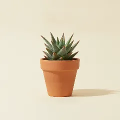 Aloë
