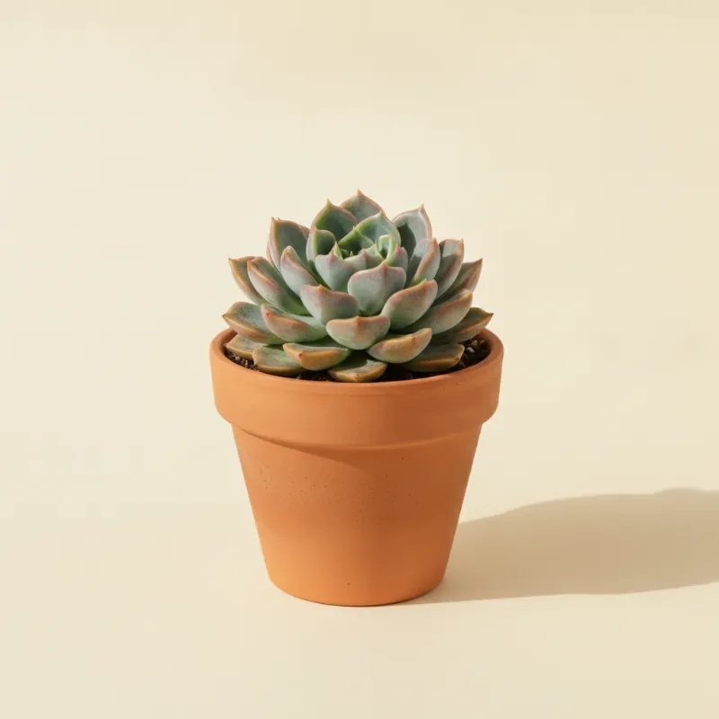 Echeveria — Echeveria derenbergii (illustratie)