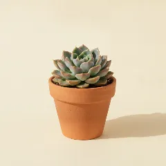 Echeveria