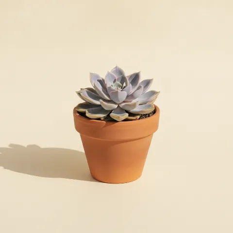 Echeveria