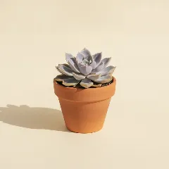 Echeveria