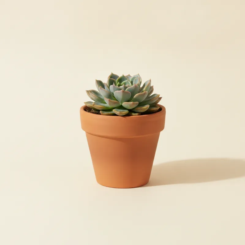Echeveria