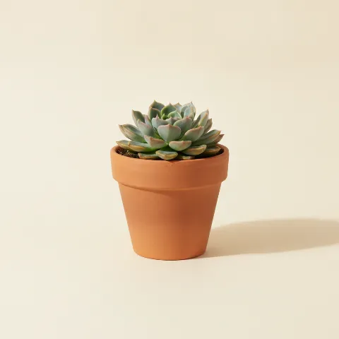 Echeveria