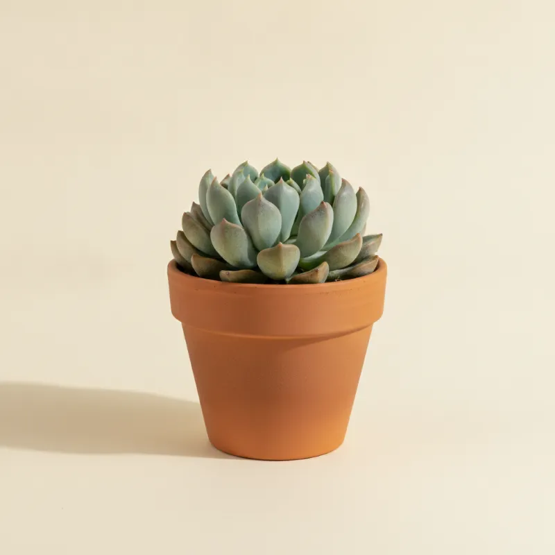 Echeveria — Echeveria runyonii 'Topsy Turvy' (illustratie)