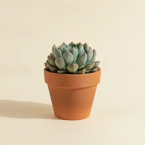 Echeveria