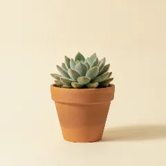 Echeveria