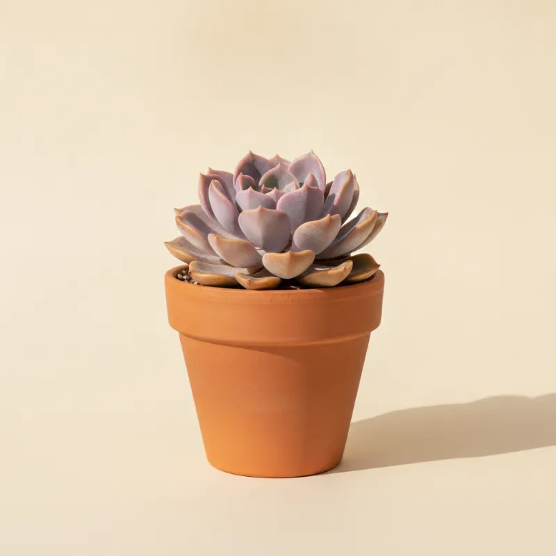 Echeveria — Echeveria 'Afterglow' (illustratie)