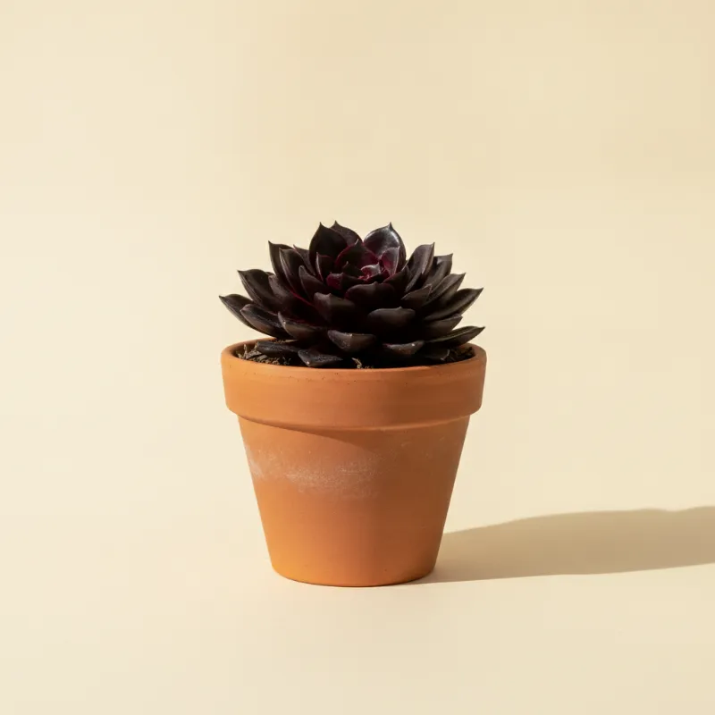 Echeveria — Echeveria 'Black Prince' (illustratie)