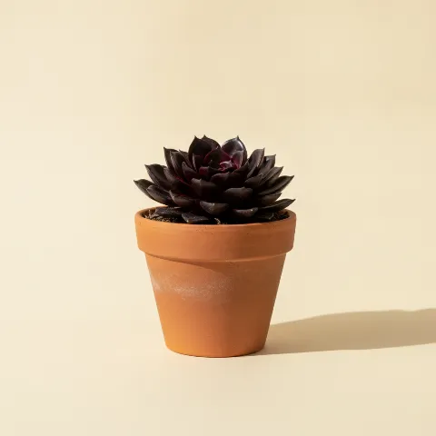 Echeveria