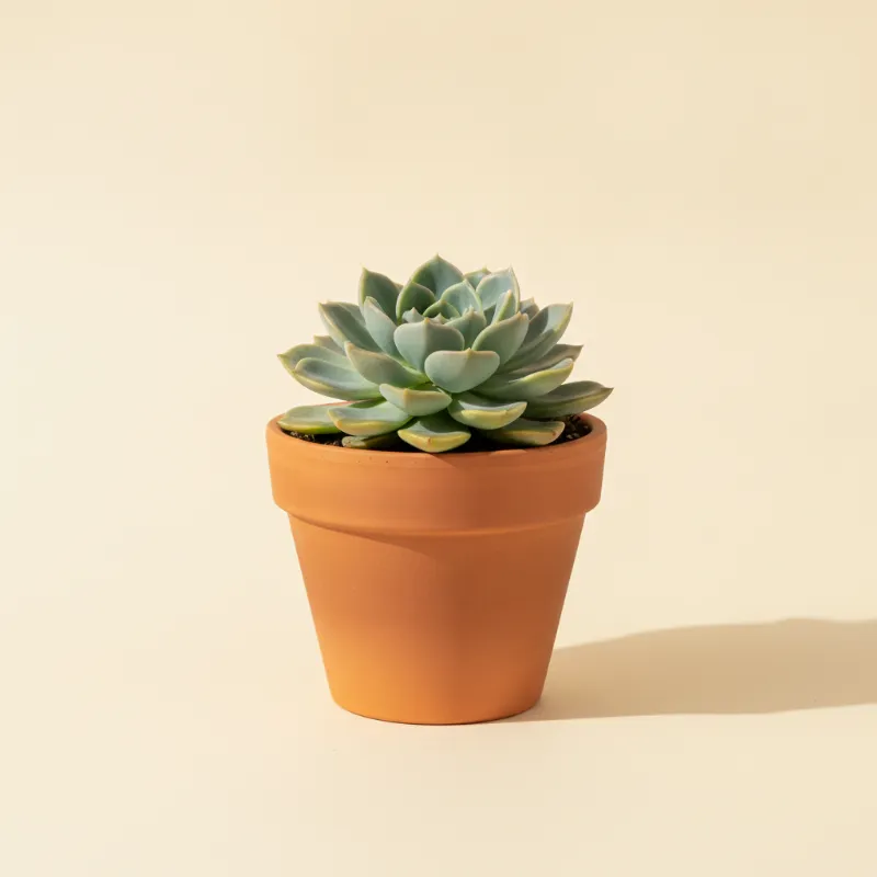 Echeveria — Echeveria 'Blue Bird' (illustratie)