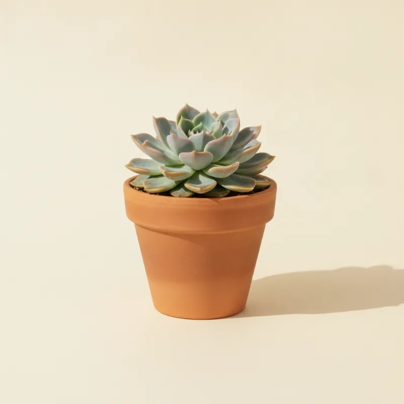 Echeveria — Echeveria 'Blue Prince' (illustratie)